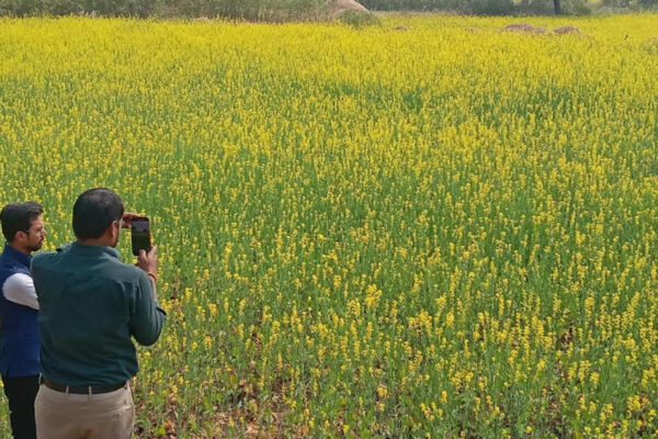 ठोस आंकड़ों में सफलता की तस्वीर, सरसों का रकबा, टिकाऊ कृषि की ओर कदम