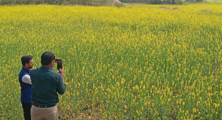 ठोस आंकड़ों में सफलता की तस्वीर, सरसों का रकबा, टिकाऊ कृषि की ओर कदम