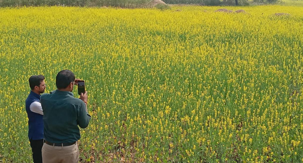 ठोस आंकड़ों में सफलता की तस्वीर, सरसों का रकबा, टिकाऊ कृषि की ओर कदम