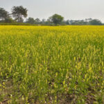 Crop rotation is making Dhamtari a new model for water conservation and agricultural prosperity.