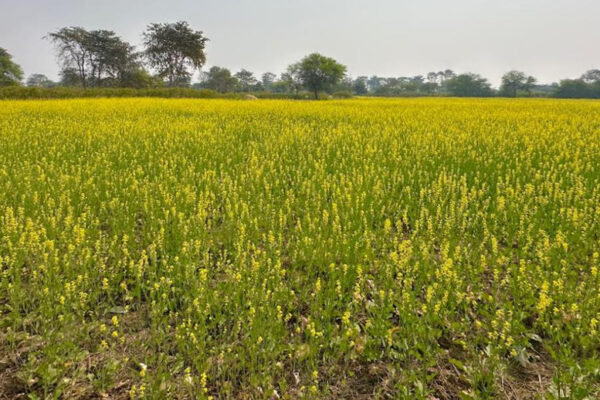 Crop rotation is making Dhamtari a new model for water conservation and agricultural prosperity.
