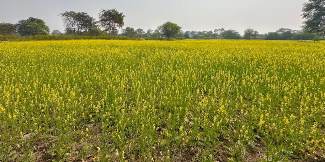 Crop rotation is making Dhamtari a new model for water conservation and agricultural prosperity.