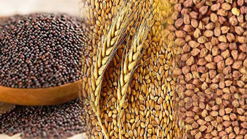 रबी बीज उत्पादन को बढ़ावा, किसानों के पंजीयन की तिथि 31 जनवरी तक बढ़ी - छत्तीसगढ़ बातचीत