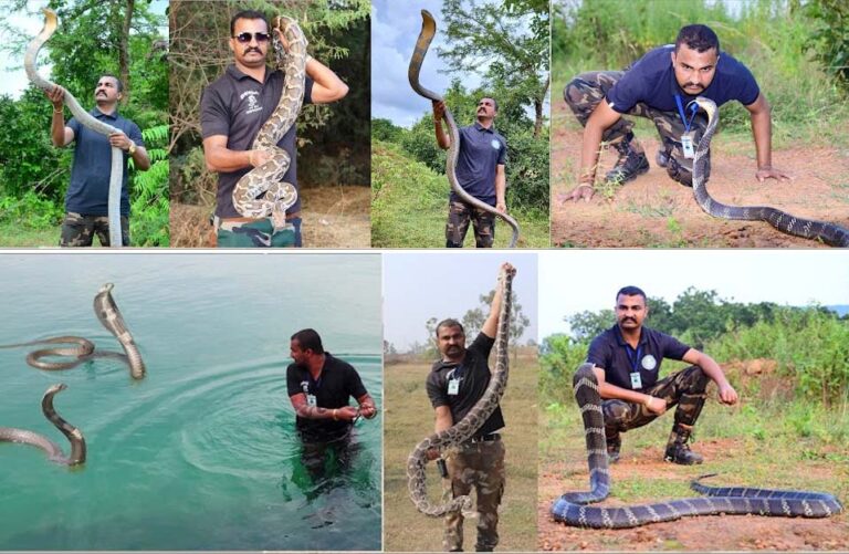 सर्पमित्र ही ओडिशा से महाराष्ट्र गांजा सप्लाई करता था, गांजा ट्रांसपोर्टिंग गिरोह का भंडाफोड़