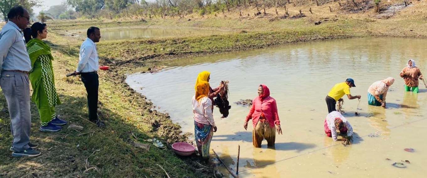 Farming of Makhana in ponds is increasing the income of farmers.