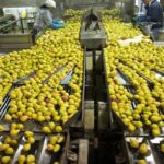 Government support for renewable energy and sustainability in the food processing industry: Read the full news.