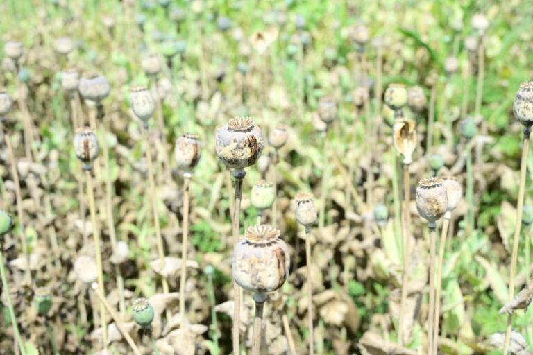 बीजेपी नेता ही कर रहा था देशभर में सूखे नशे की सप्लाई, दुर्ग में अफीम की खेती का पर्दाफाश