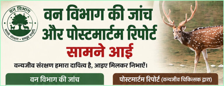 बिलासपुर में 5 चीतलों की मौत, आवारा कुत्तों ने किया था हमला 