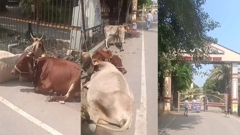 किसान ने कलेक्ट्रेट परिसर में मवेशियों को बांधा, मुआवजे को लेकर अनोखा प्रदर्शन